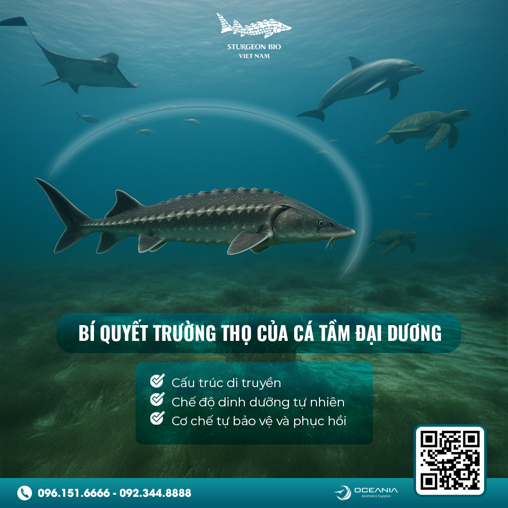 Khám Phá Bí Ẩn Trường Thọ Của Cá Tầm Đại Dương